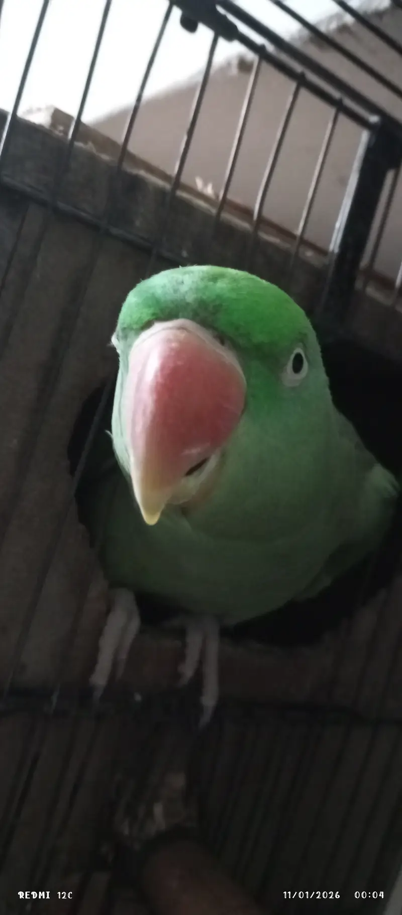 Raw parrot pair — photo 3