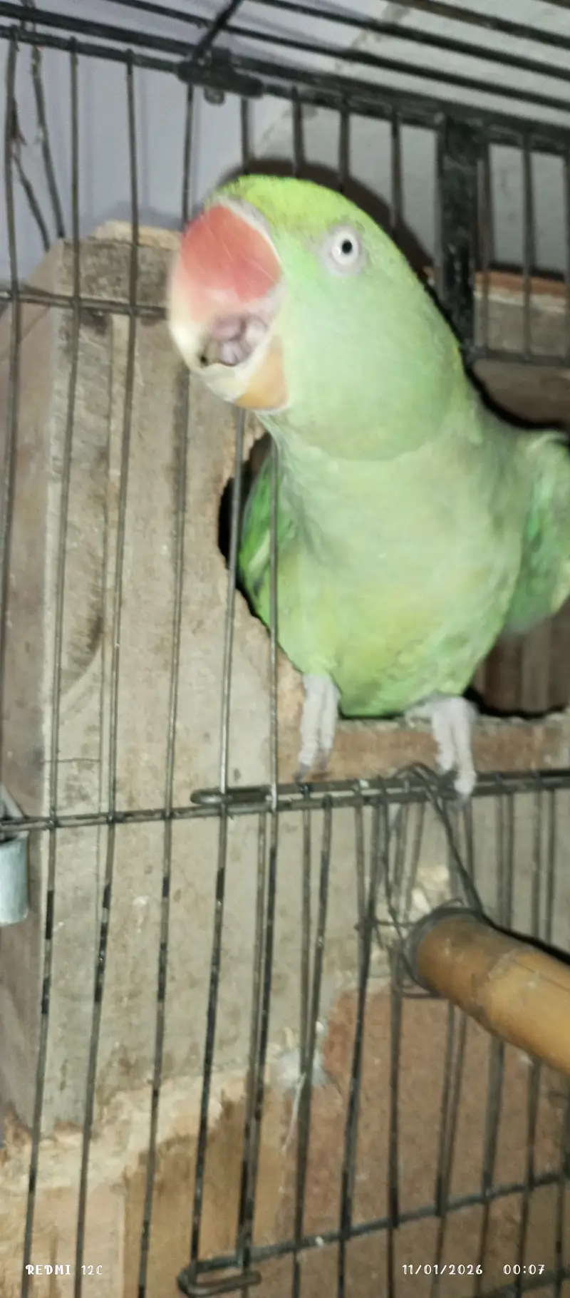 Raw parrot pair — photo 4