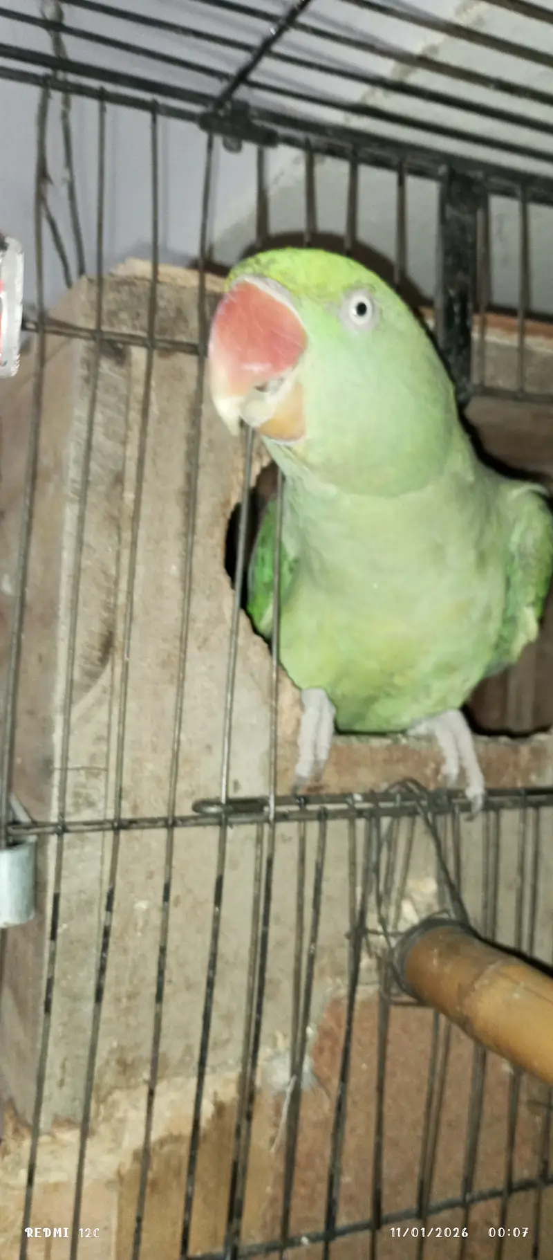 Raw parrot pair — photo 5