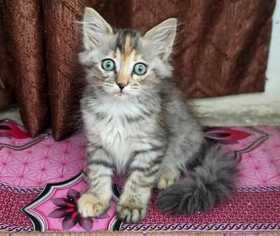 Persian kittens for sale whatsapp 03079110286