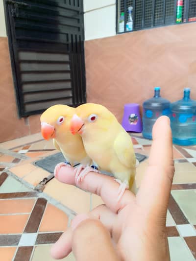 hand tame cremino love birds
