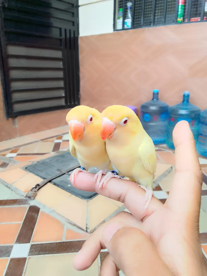 hand tame cremino love birds — photo 2