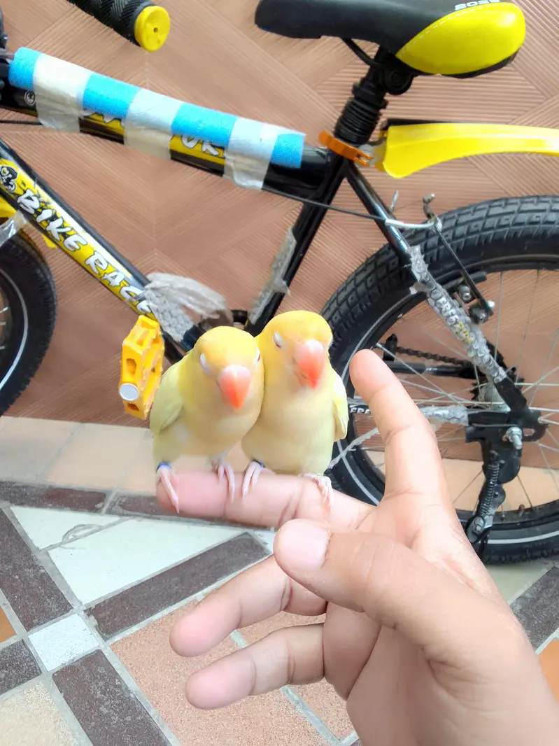 hand tame cremino love birds — photo 3