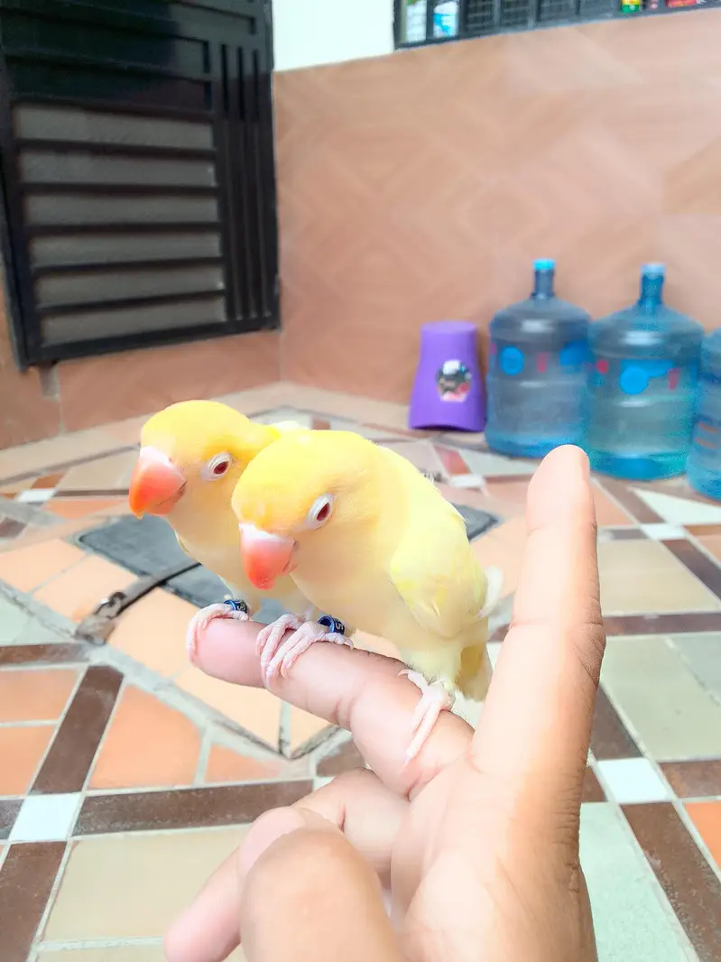 hand tame cremino love birds — photo 4