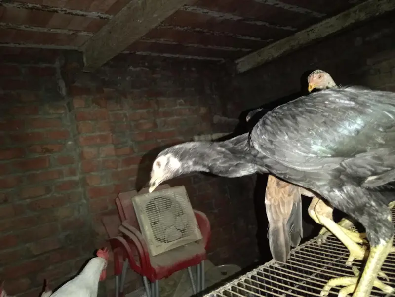 Aseel Pakistan and thai — photo 2