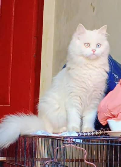 Persian cat