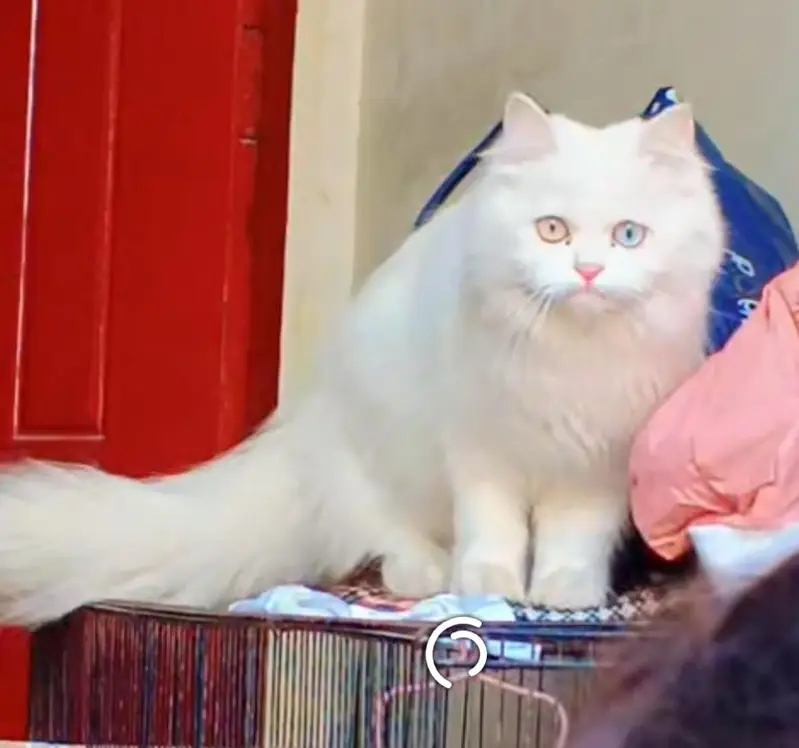 Persian cat — photo 2