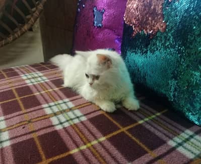 Persian Kitten/Persian cat