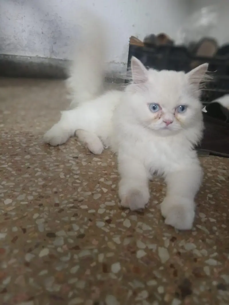 Persian Tripple coat extra fluffy female kitten — photo 2