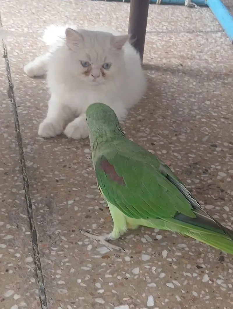Persian Tripple coat extra fluffy female kitten — photo 3