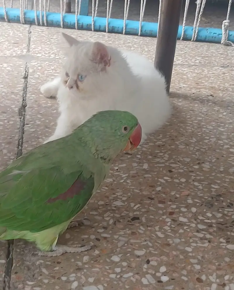 Persian Tripple coat extra fluffy female kitten — photo 4