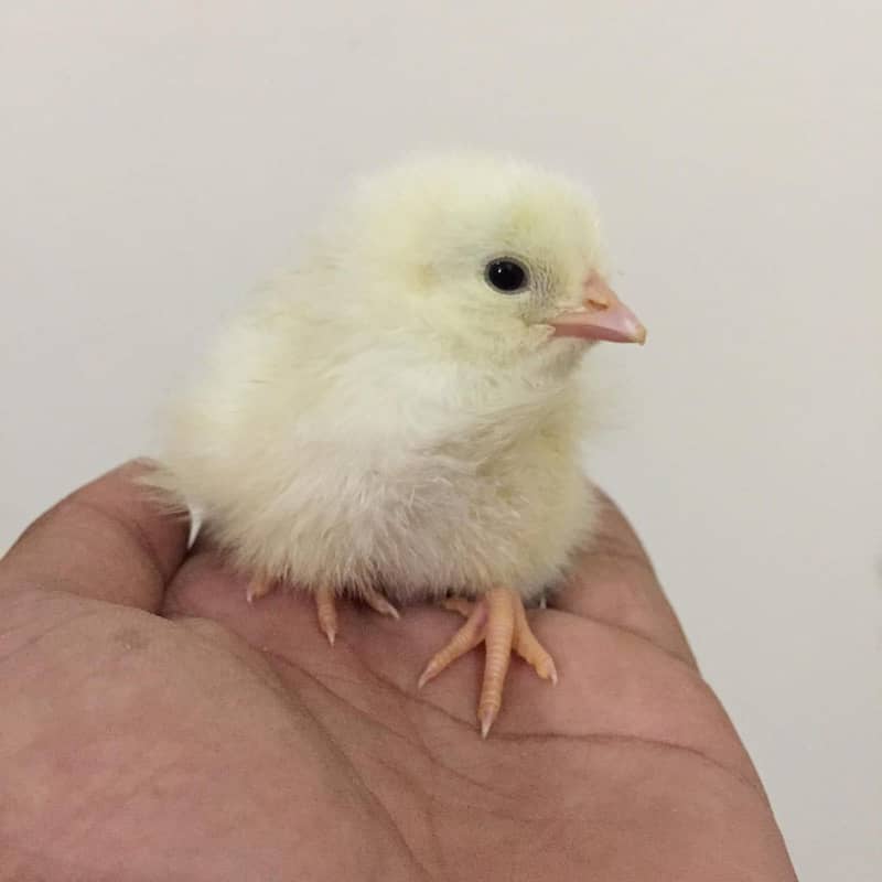 White Layer Chicks 0