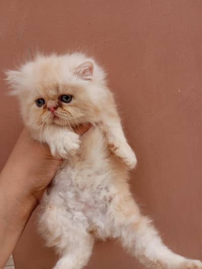 High quality kittens available, whatsapp no 03128503712
