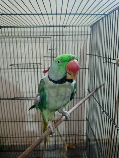 Raw parrot