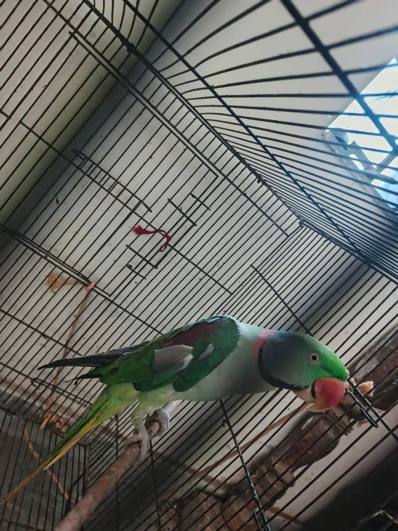 Raw parrot 1