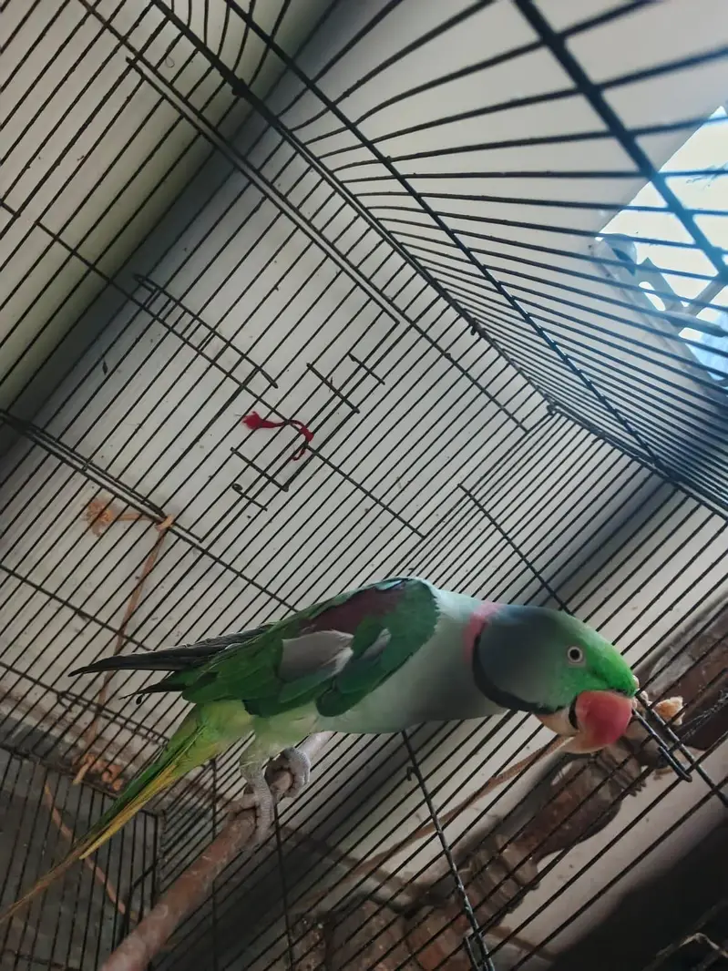 Raw parrot — photo 2