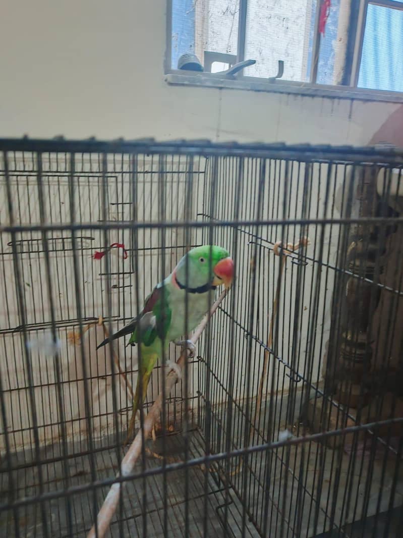 Raw parrot 2