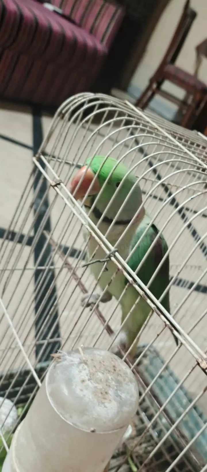Raw parrot — photo 4