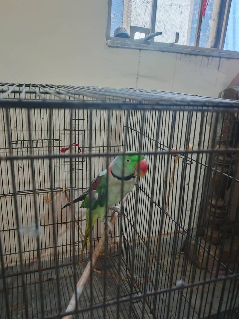 Raw parrot 4