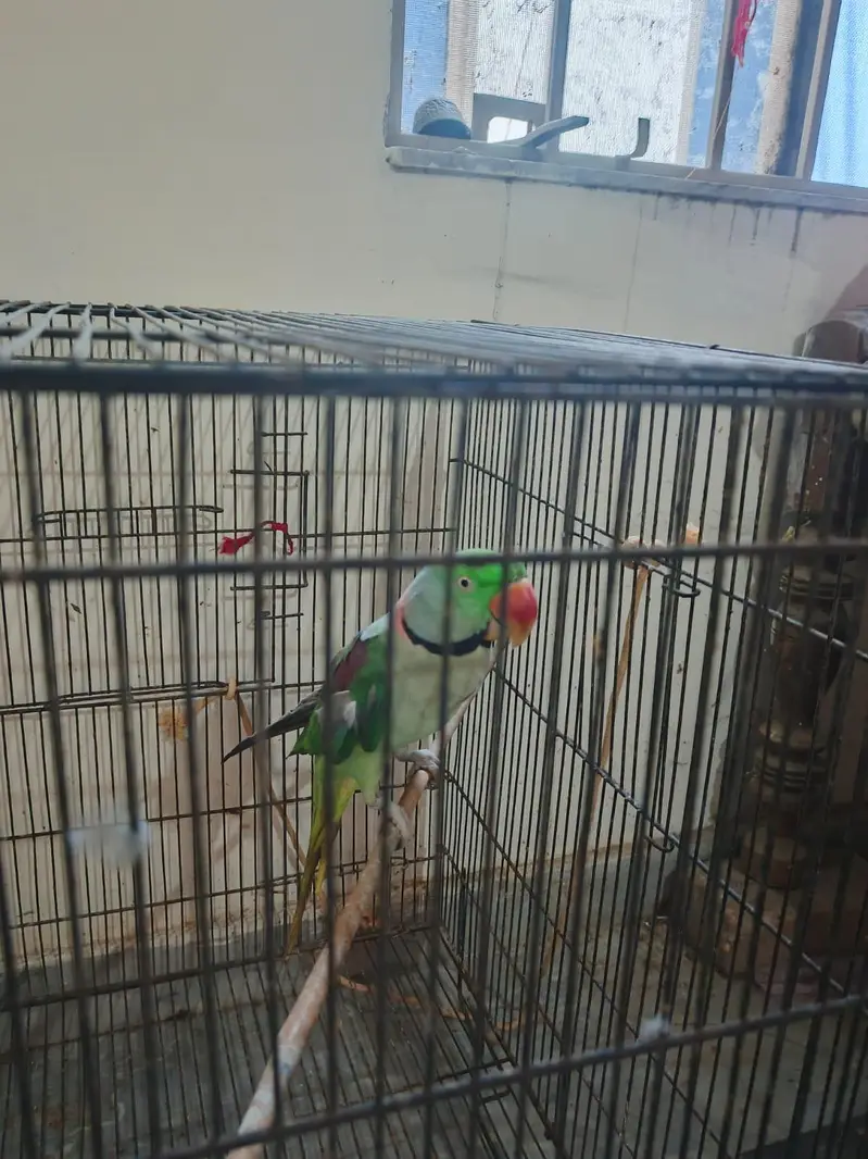 Raw parrot — photo 5