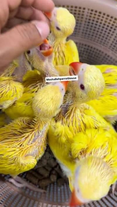 lovebird breeder pair h alag alag nasal ke bacha nikalta h