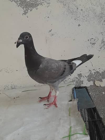 Black jerman beauty bareeder female