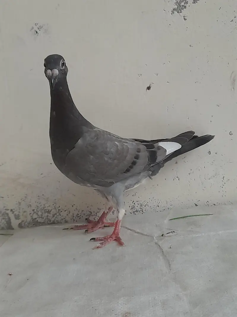Black jerman beauty bareeder female — photo 2