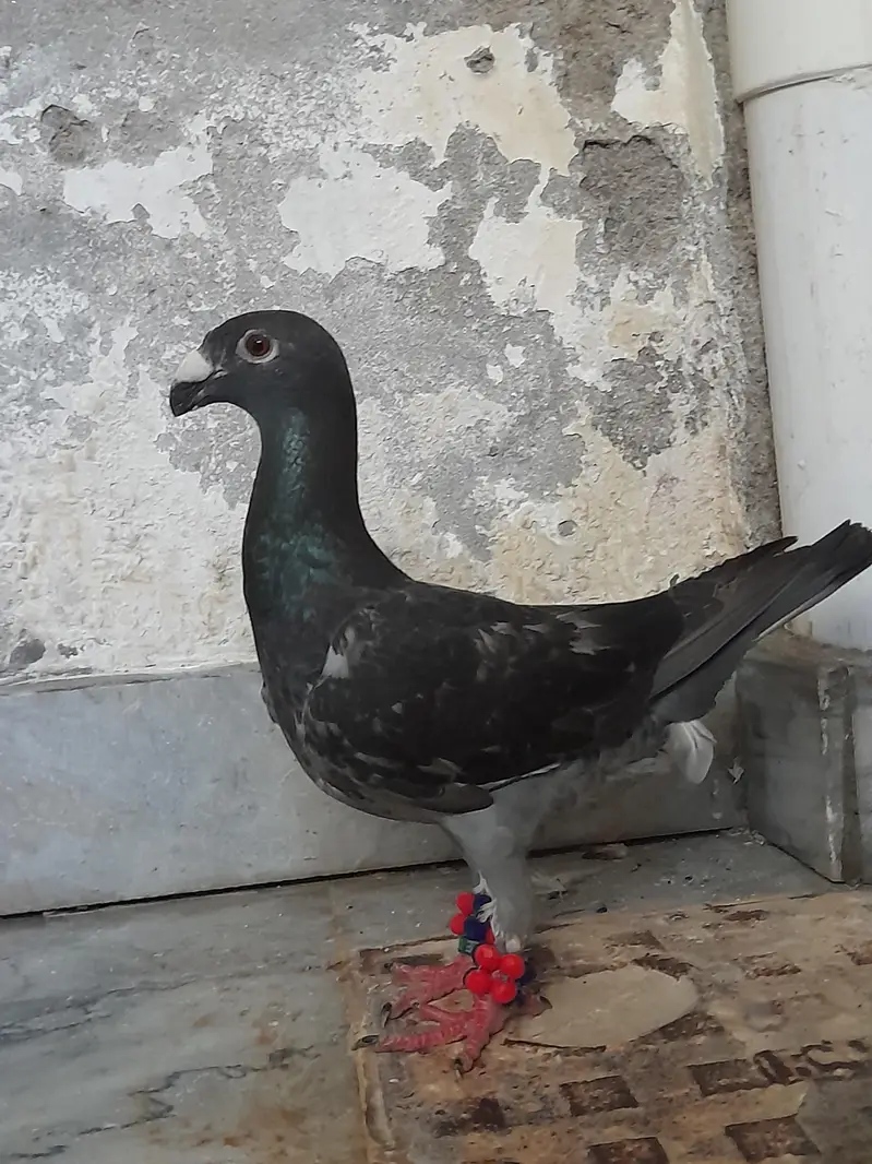 Black jerman beauty bareeder female — photo 3