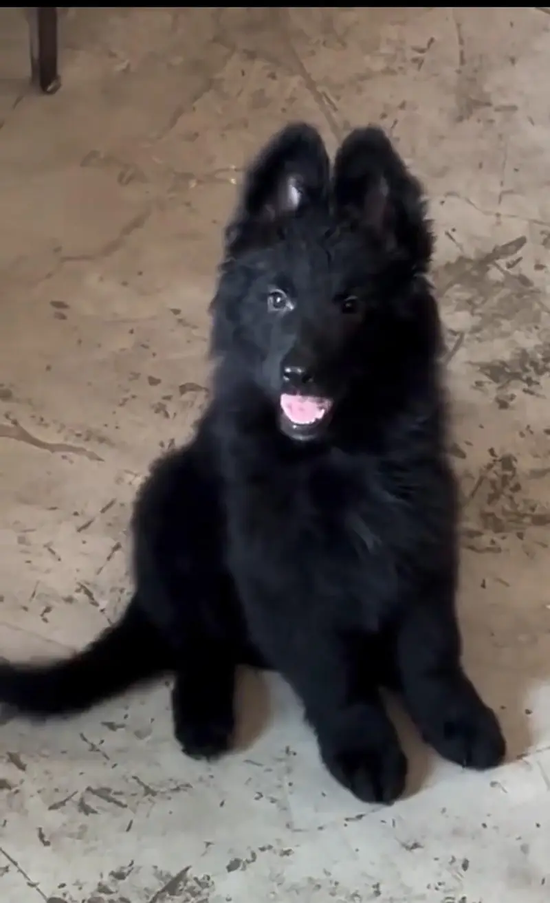 dog saller — photo 2