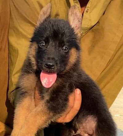 German Shepherd Dabal coat male for sale available