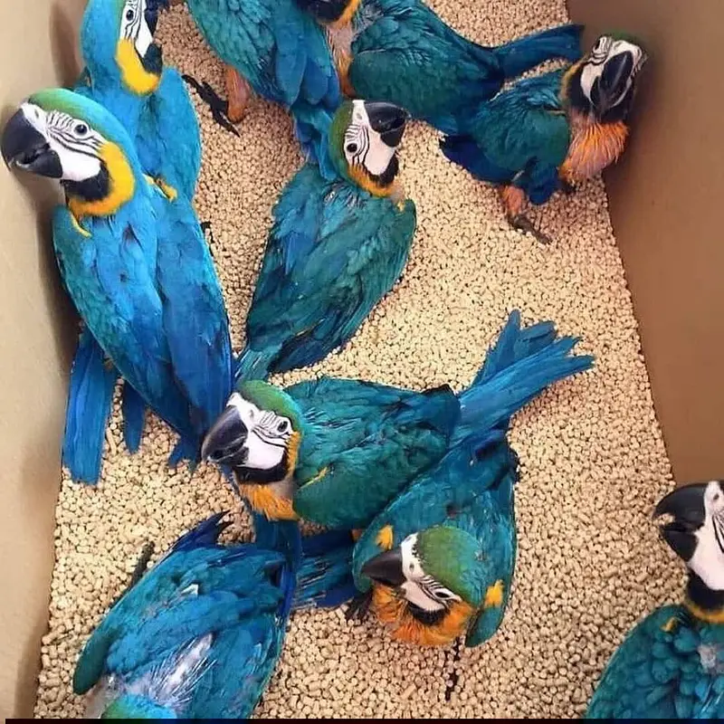 blue macaw parrot chicks for sale (03297106709) — photo 4