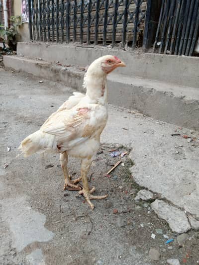 Heera aseel