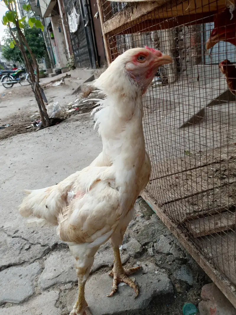 Heera aseel — photo 2
