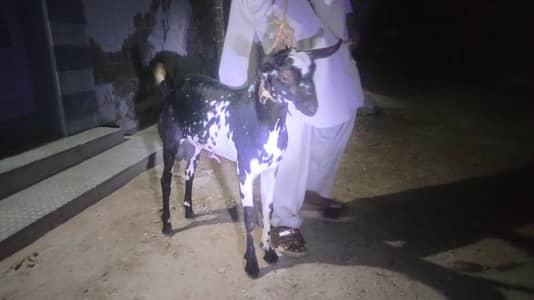 Teddy breeder bakra