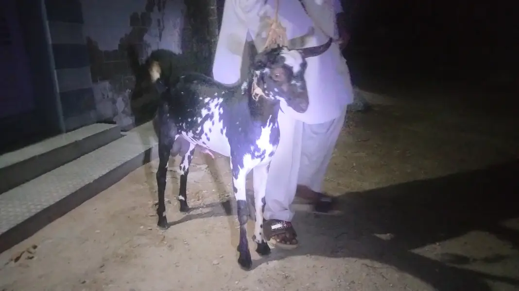 Teddy breeder bakra