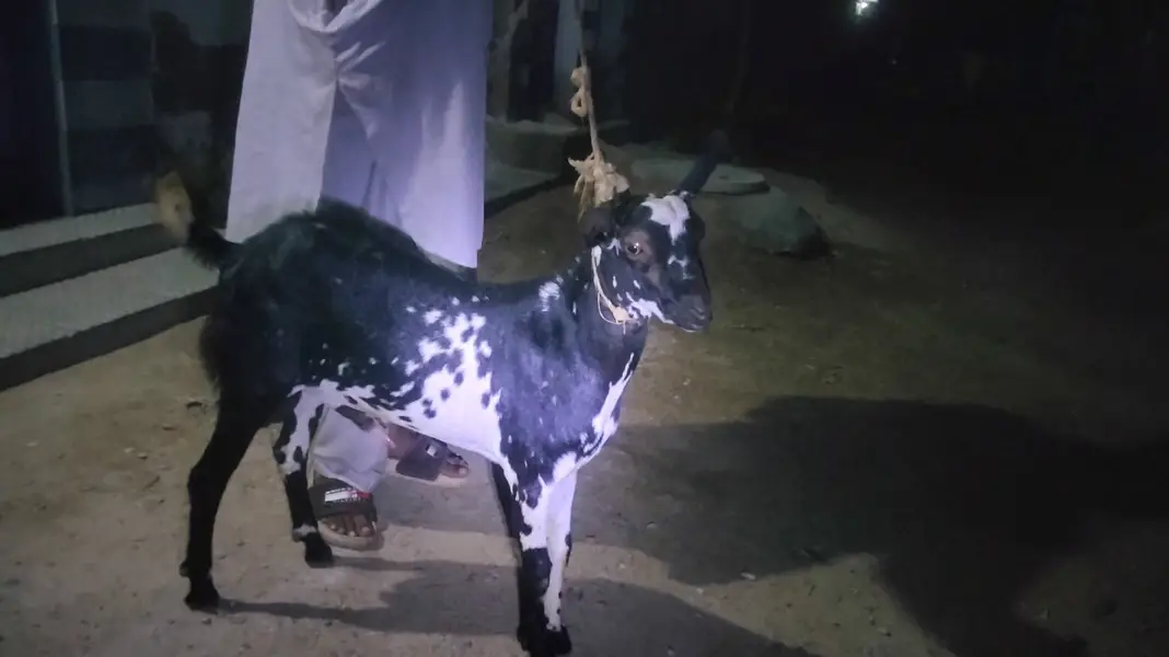 Teddy breeder bakra — photo 2