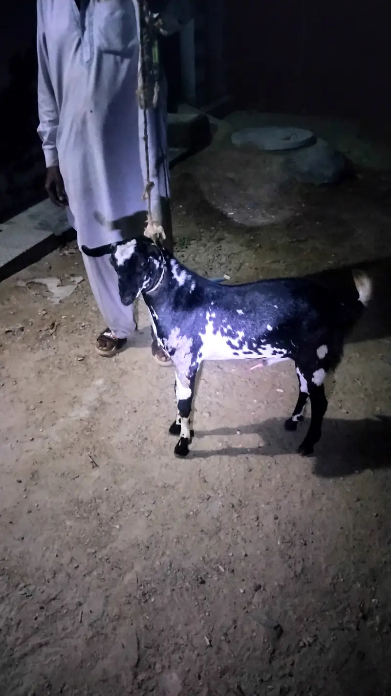 Teddy breeder bakra — photo 3