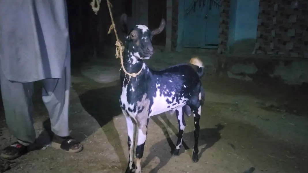 Teddy breeder bakra — photo 4