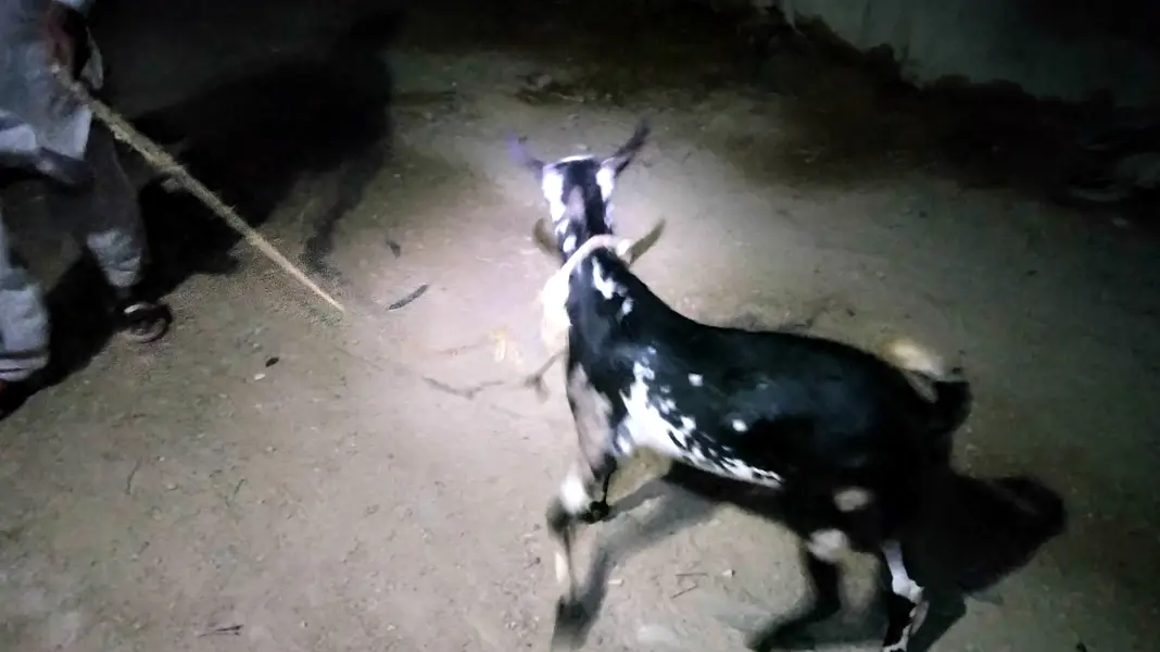 Teddy breeder bakra — photo 5