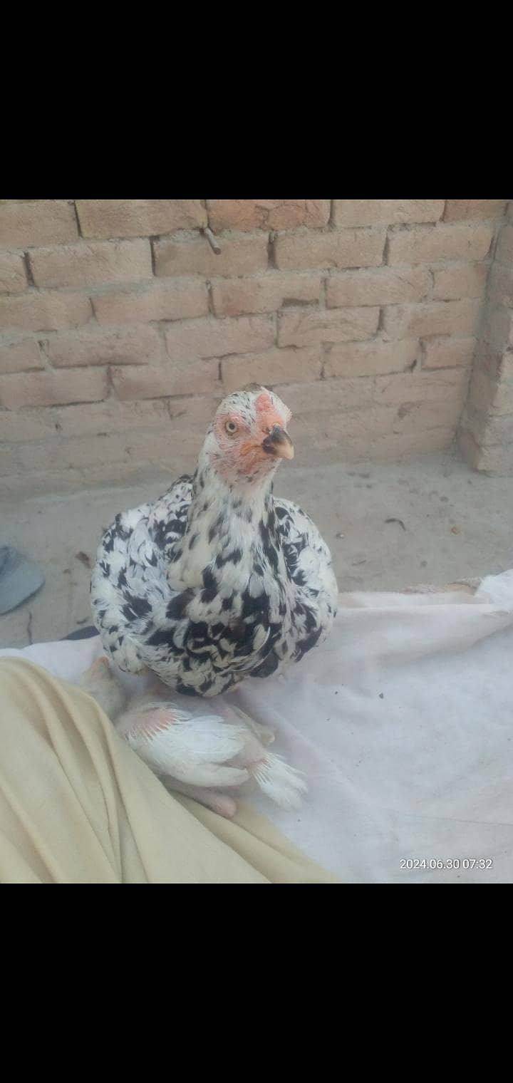 Aseel 0