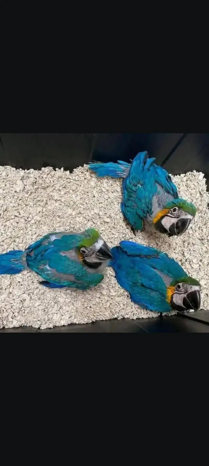 blue Macau parrot cheeks for sale 0370/7908/904 — photo 3