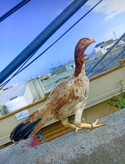 Aseel pathi for sale/exchange patha ya breeder