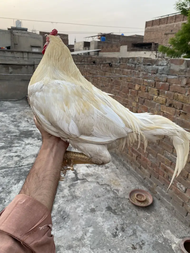aseel heera pair wo sale — photo 2