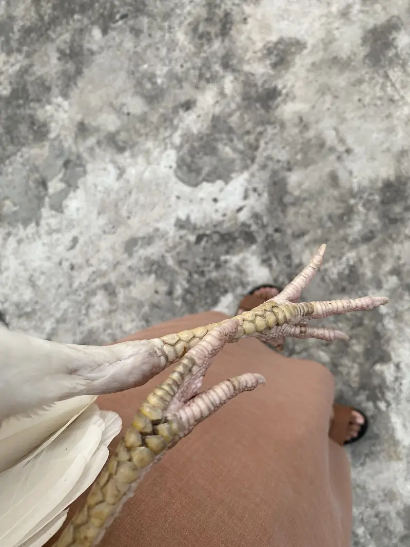 aseel heera pair wo sale — photo 5