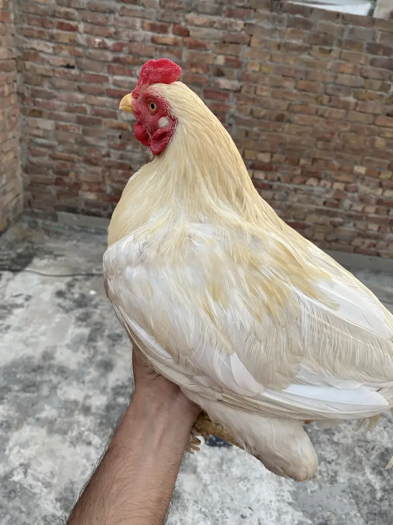 aseel heera pair wo sale — photo 8