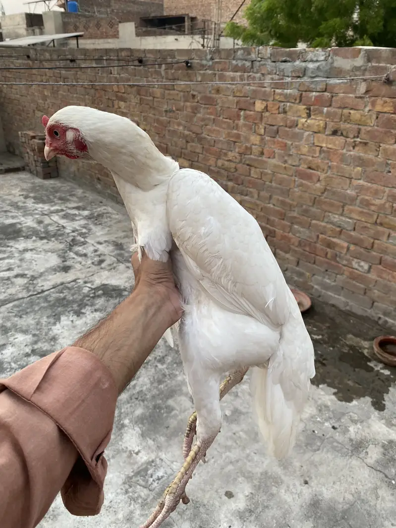 aseel heera pair wo sale — photo 9