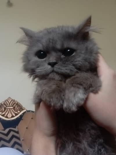 Persian/ Semi punched Grey cat for urgent sale