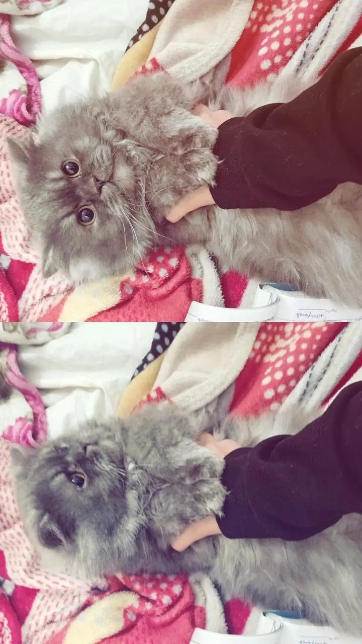 Persian/ Semi punched Grey cat for urgent sale — photo 2