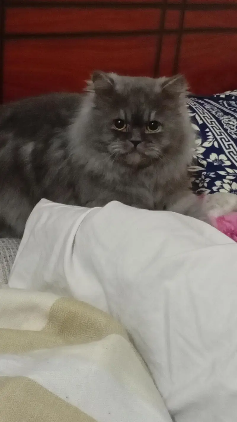 Persian/ Semi punched Grey cat for urgent sale — photo 4