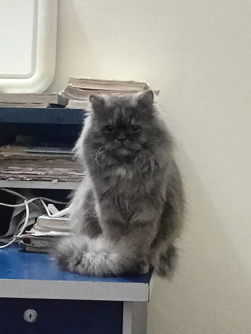 Persian/ Semi punched Grey cat for urgent sale — photo 5